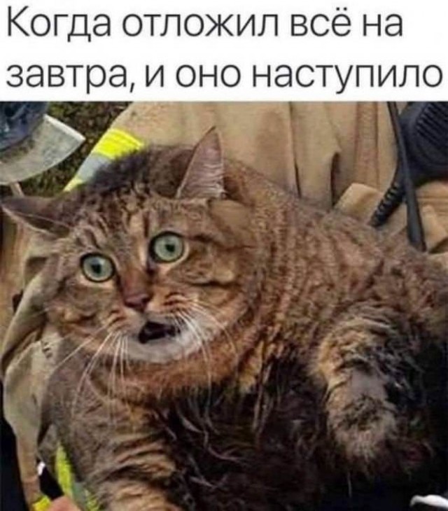 Веселые картинки в маленькую пятницу (10.06)