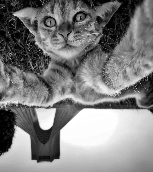 Уличные кошки Ирана