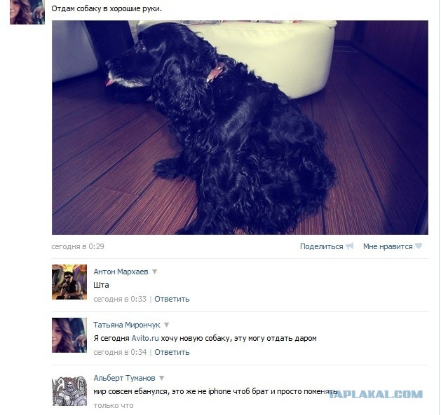 Собака как Iphone