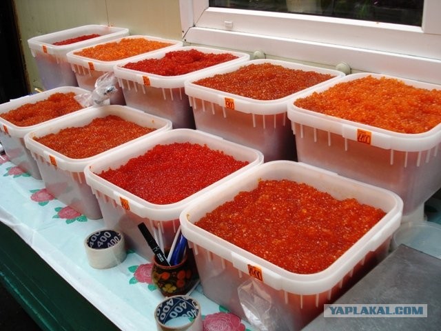 Как делают красную икру. Камчатка