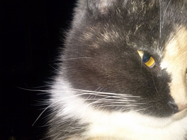 Котовторник  28.01.14