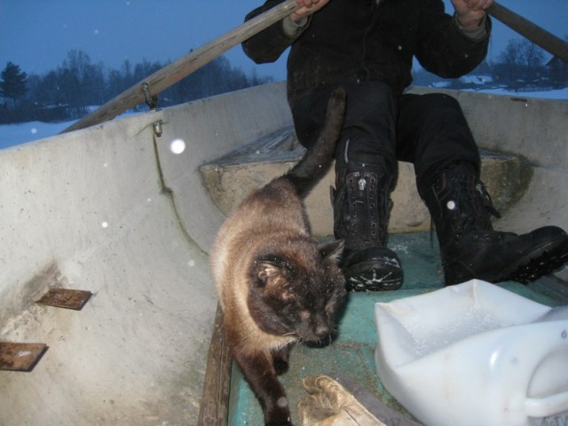 Котовторник 01.04.2014