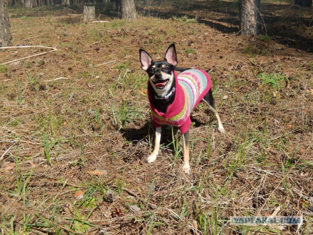 Собакочетверг