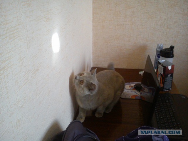 Котовторник  08.07.2014