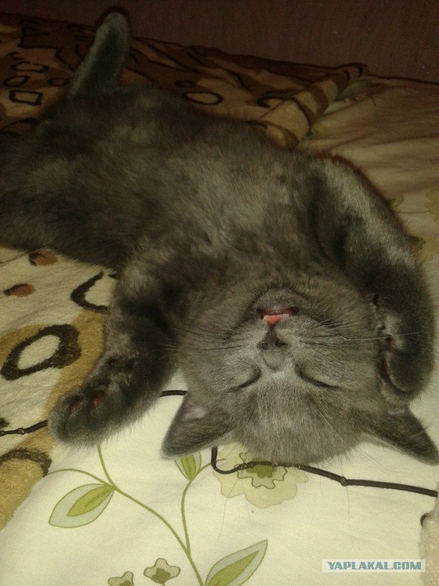 Нашел себе кота на свою голову