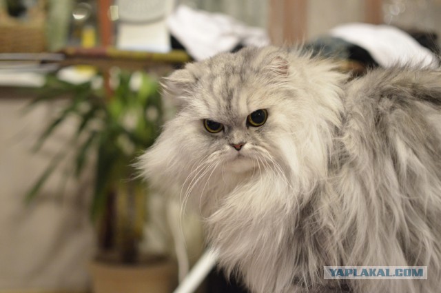 Котовторник 05.08.2014