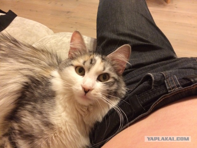 Котовторник 25.11.2014