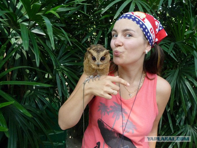 Совы