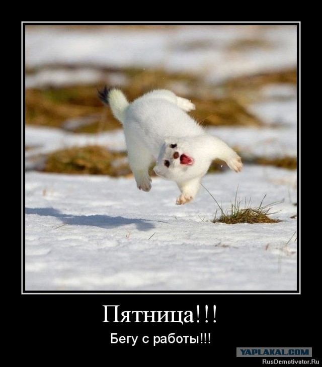 Весёлое из сети