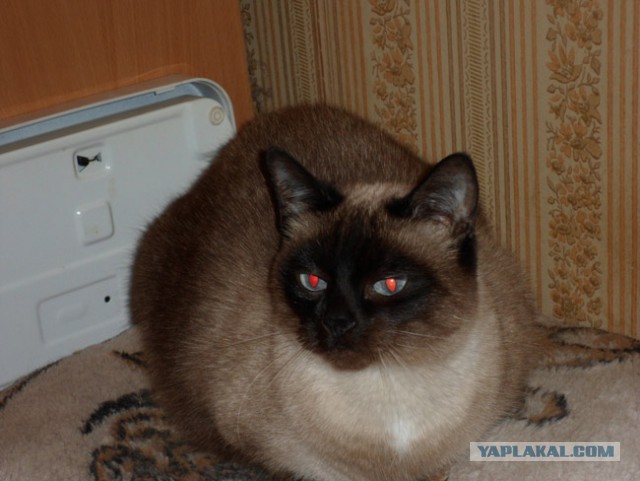 Самые популярные клички кошек и котов