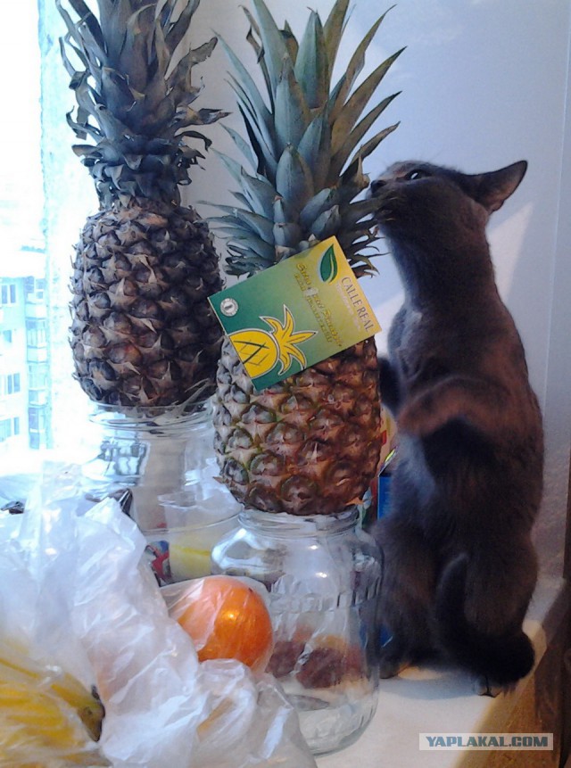 Котовторник