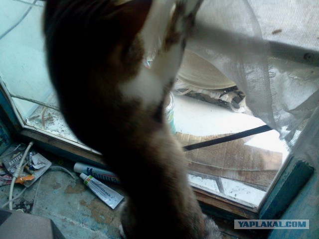 Котовторник 14.07.2015