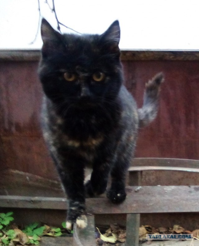 Котовторник