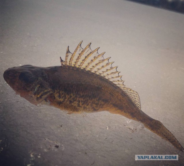 Сходил на зимнюю рыбалку