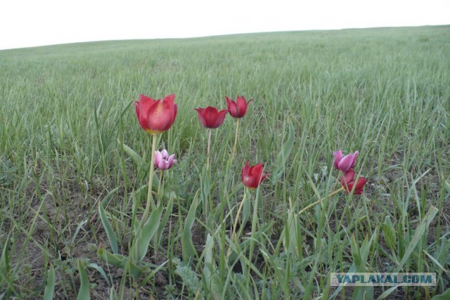 Степи Казахстана