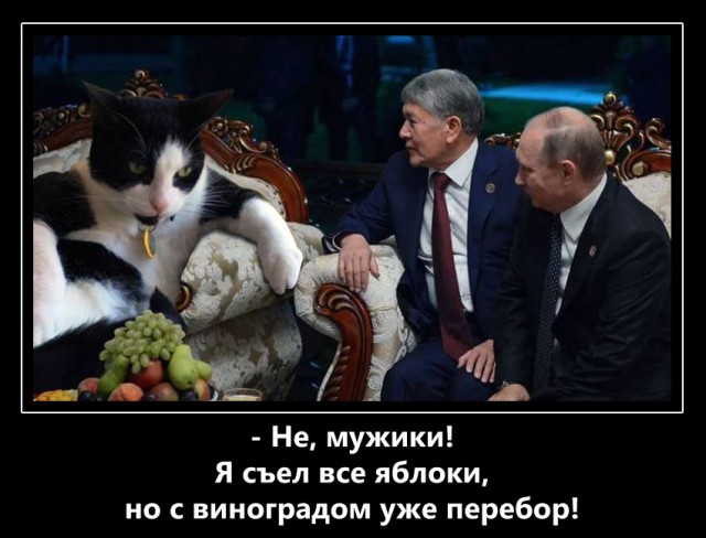 ГЛАГОЛящие коты