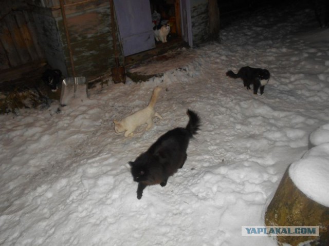 Жизнь домашнего приюта для котеек 144