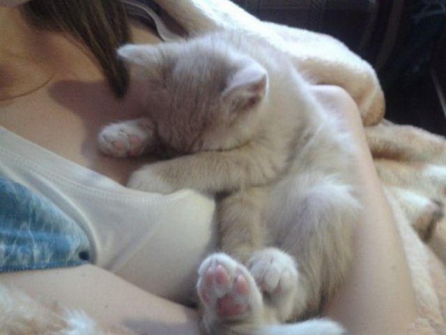 Коты из сети