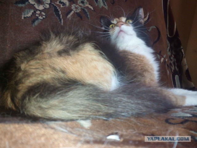Котовторник 21.02.2017