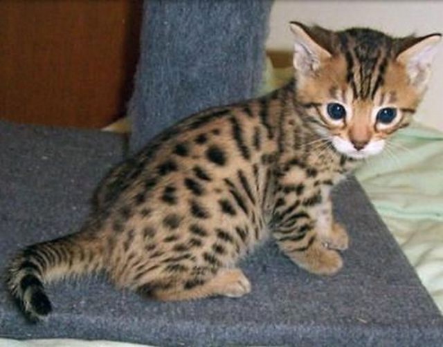 Коты и Кошки