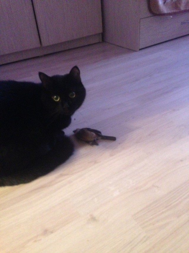 Коты и Кошки