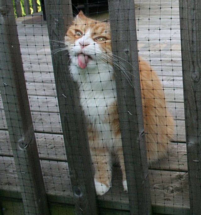 Коты и Кошки