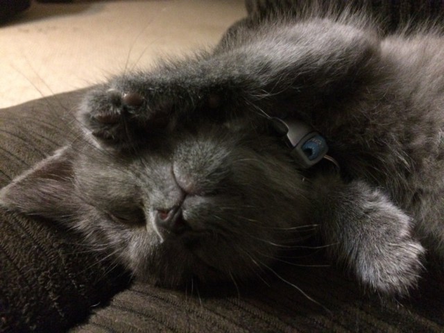 Коты и Кошки