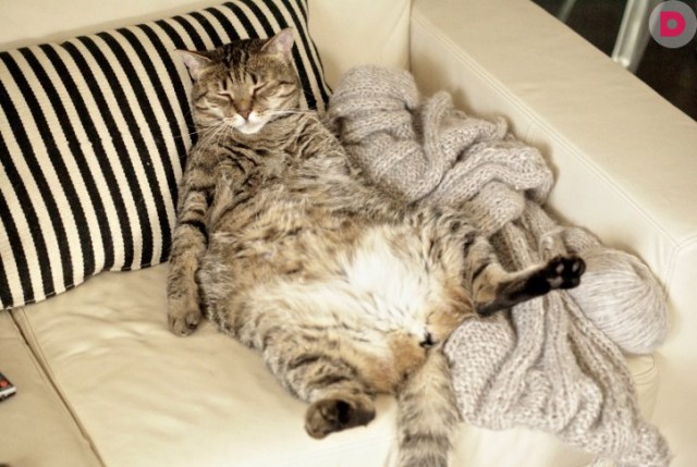 Коты и Кошки