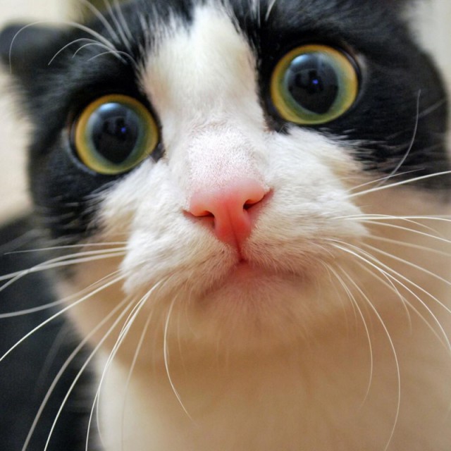 Коты и Кошки