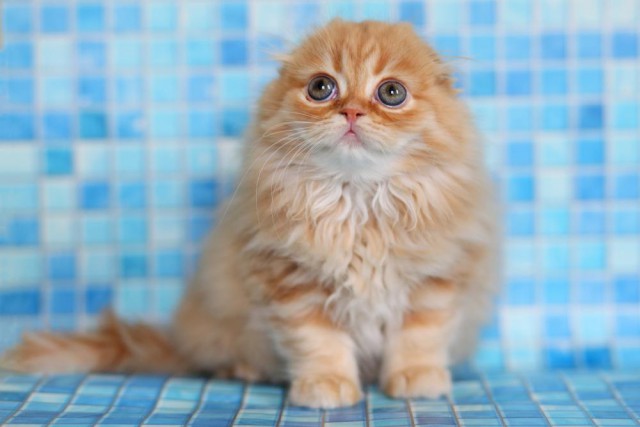 Коты и Кошки
