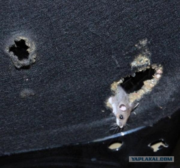 Гараж - это не всегда хорошо! (5 фото)