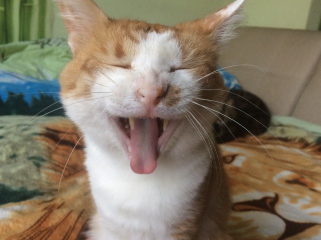 Котовторник ждали? А вот и он!