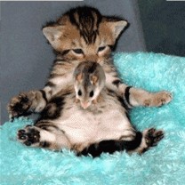 Кошак в шоке