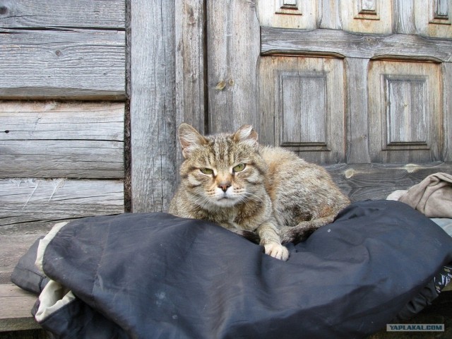 Котовторник. А как же?!