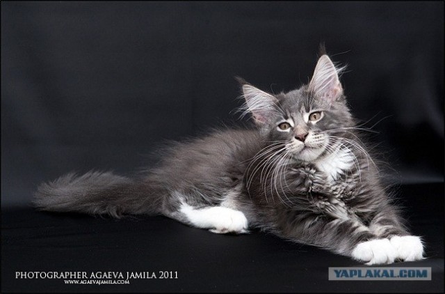 Котейкин вторник! Космический 12.04!