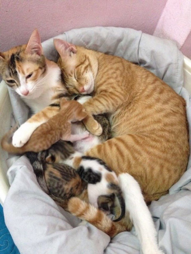 Немного милоты