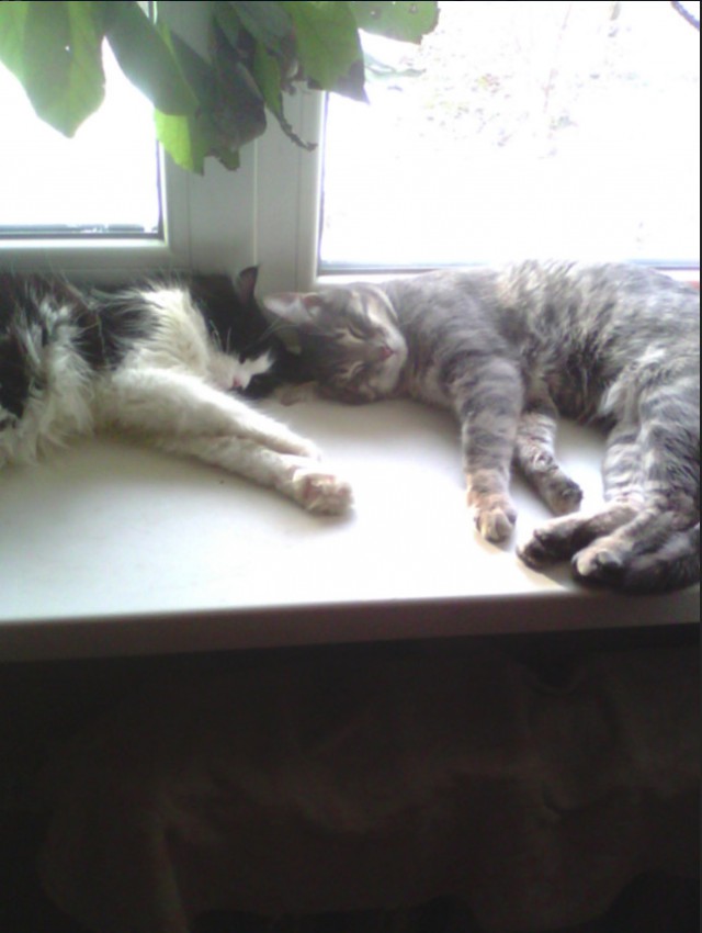 Немного милоты