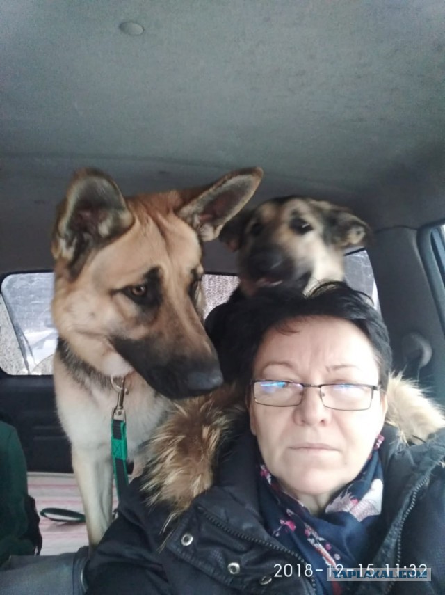 Гид по породам собак