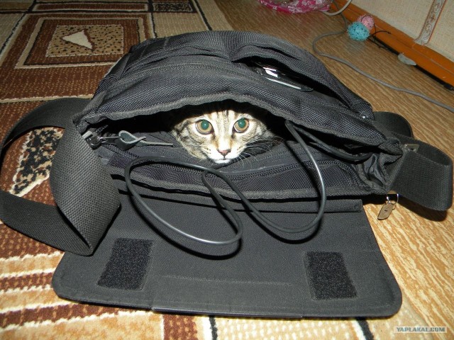 Котовторник 10.04.2012