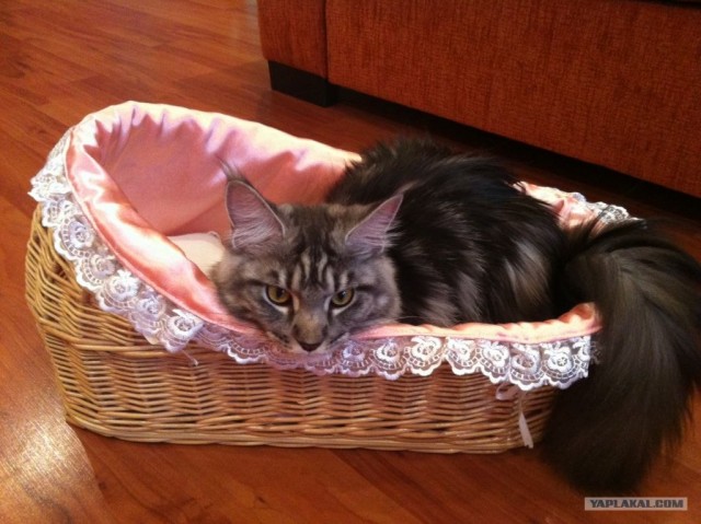 Котовторник  4.09.12