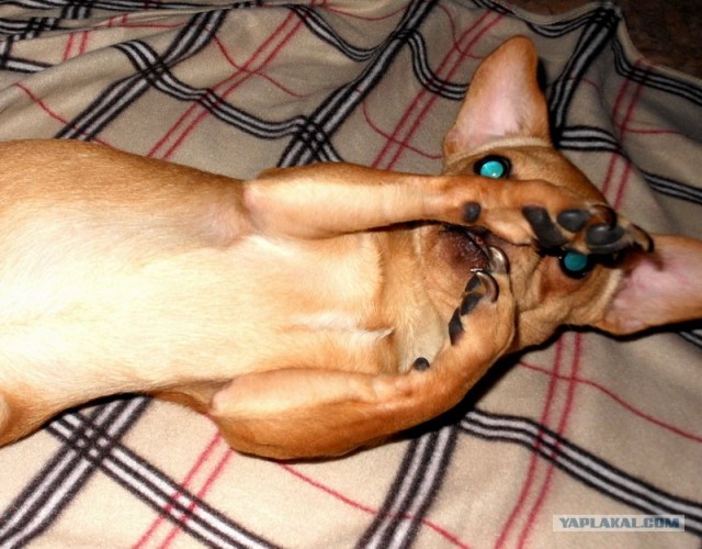 Самые смешные снимки животных за 2012 год