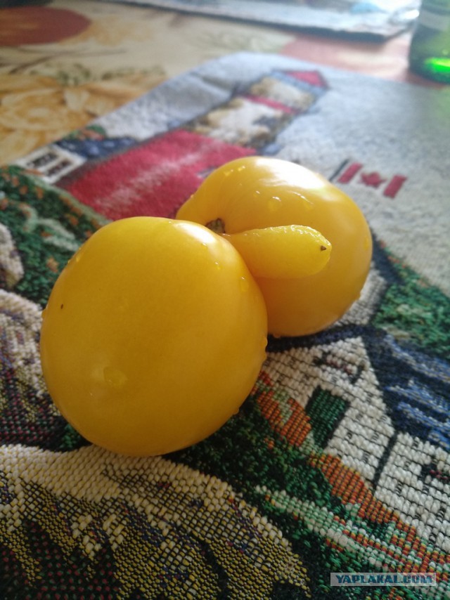 Вкус помидора