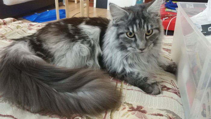 Котобелочка