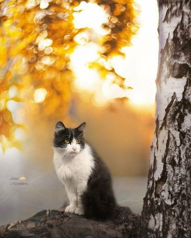 Кошки , кошечки, котяры 14.03.21