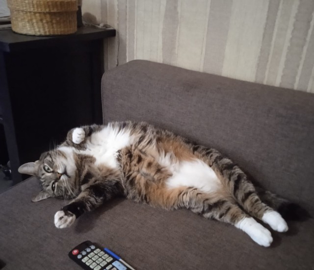 А ваши котейки че счас делают?