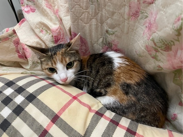 Мой котовторник 10.09.2022