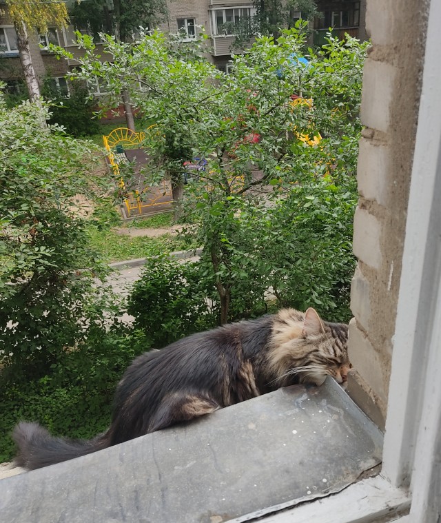 Ура! Котовторник.