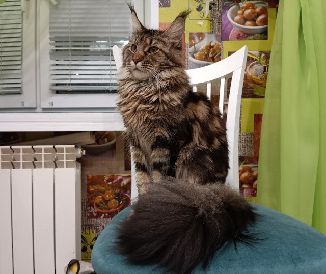 Кошка