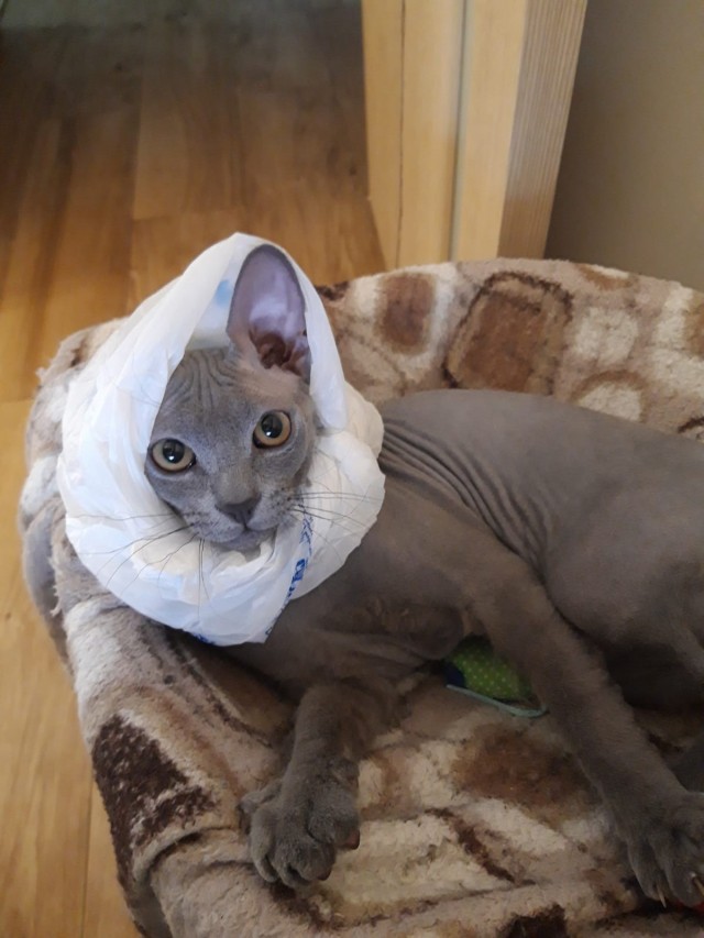 Котёнок хочет поиграть.