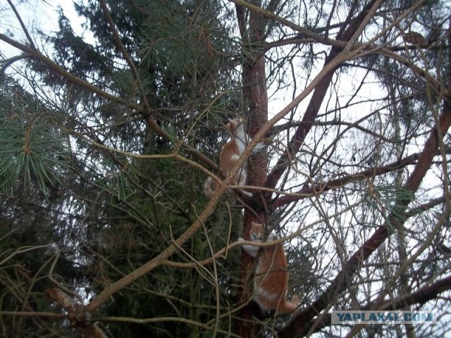 Жизнь домашнего приюта для котеек 443